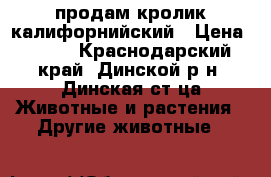 продам кролик калифорнийский › Цена ­ 500 - Краснодарский край, Динской р-н, Динская ст-ца Животные и растения » Другие животные   